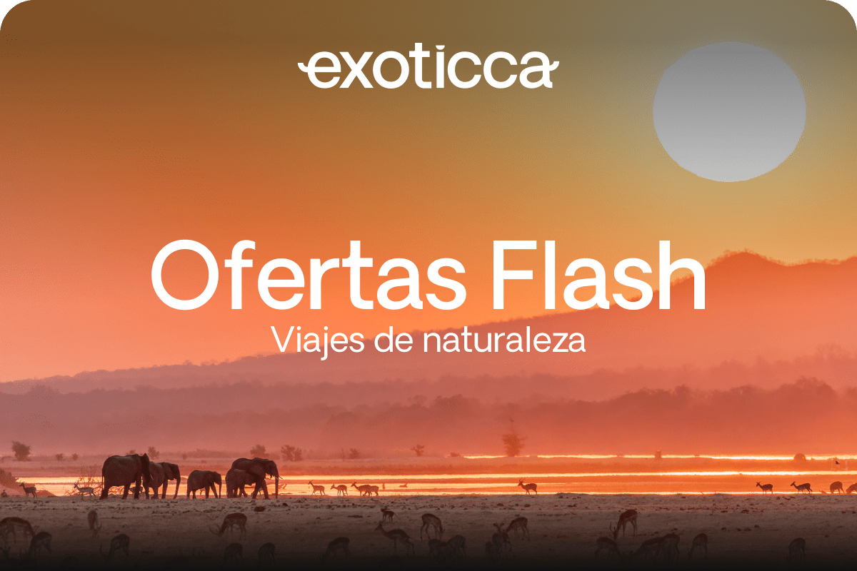 Flash Sale