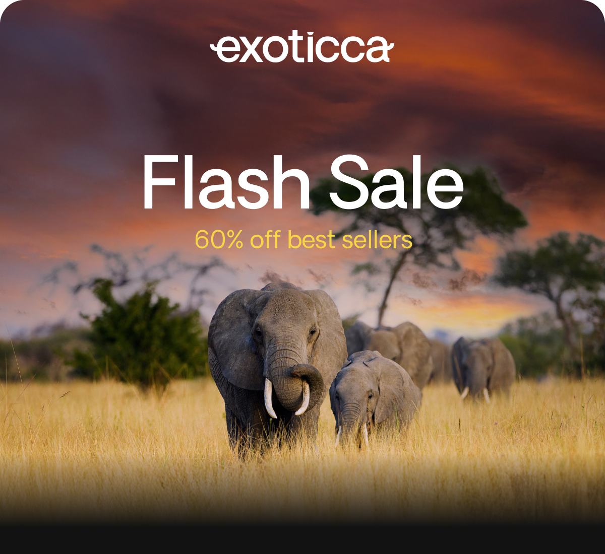 Flash Sale 60% off best sellers